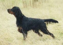 Gordon Setter
